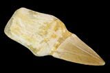 Fossil Rooted Mosasaur (Mosasaurus) Tooth - Morocco #117031-1